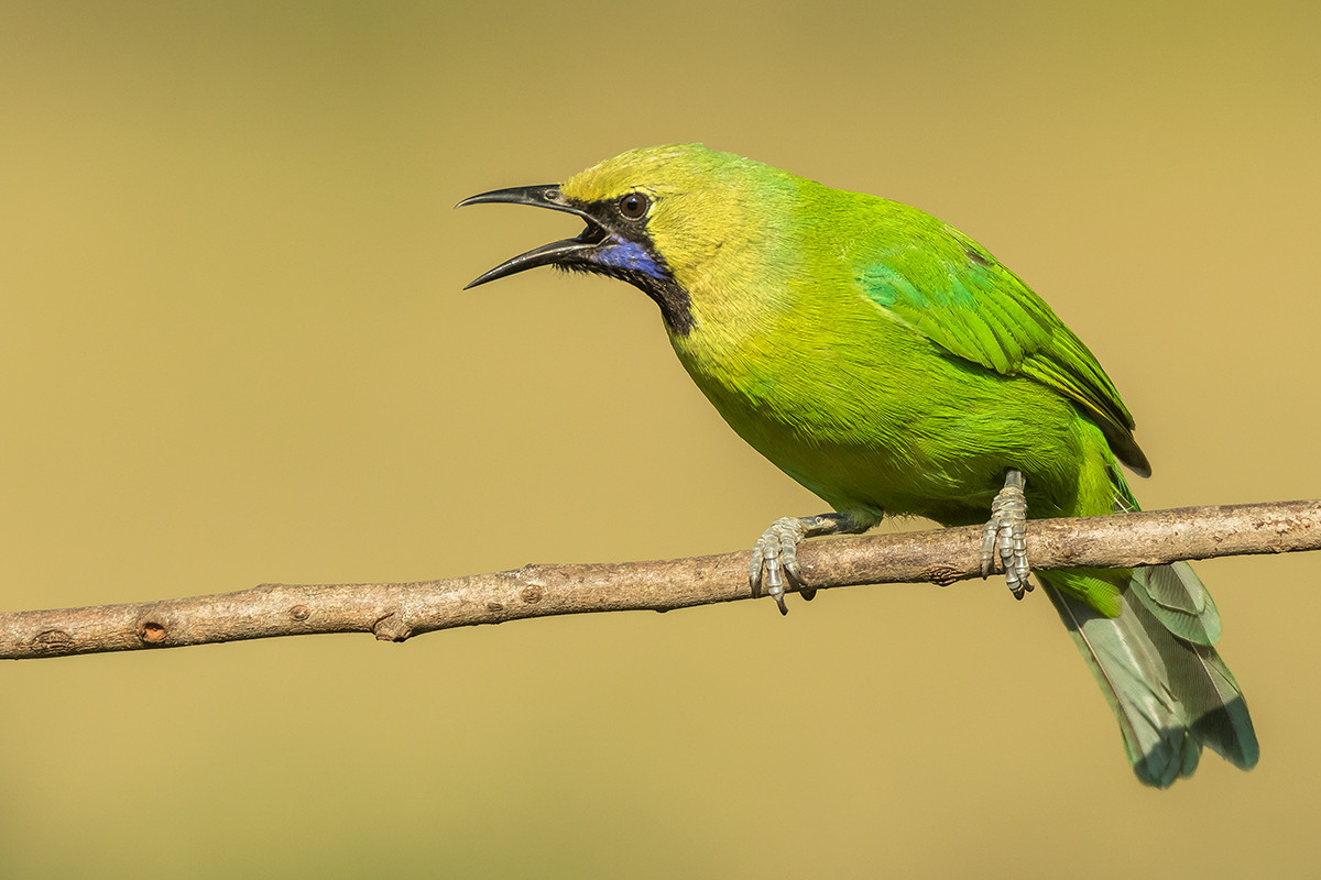 image Jerdon's Leafbird